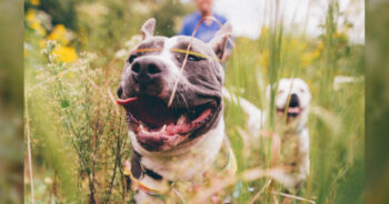 The Best 11 Dog Activity Trackers For 2023