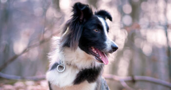 9 Best GPS And Tracking Collars For Dogs