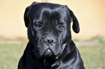 Why is My Cane Corso Not Eating?