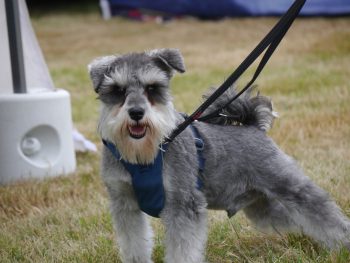 Traveling with a Schnauzer: Tips for Success