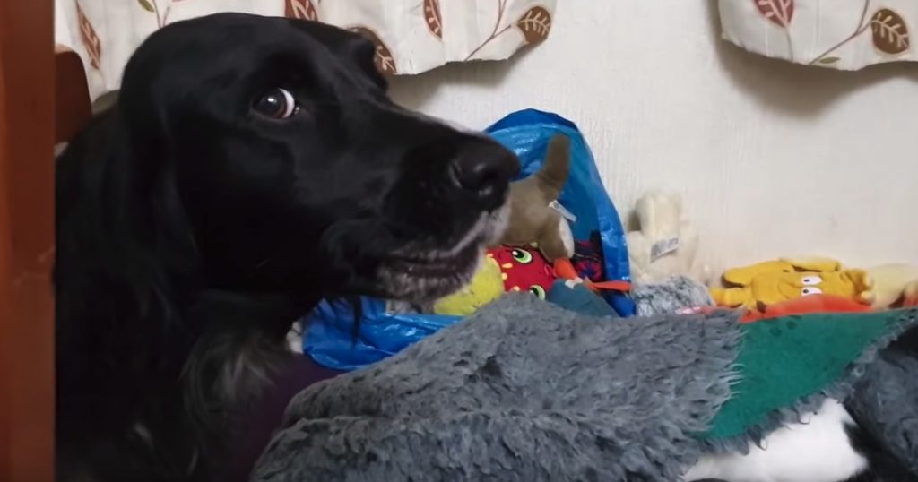 Cat ‘Steals’ The Dog’s Bed, And Mom Has To Hear All About It