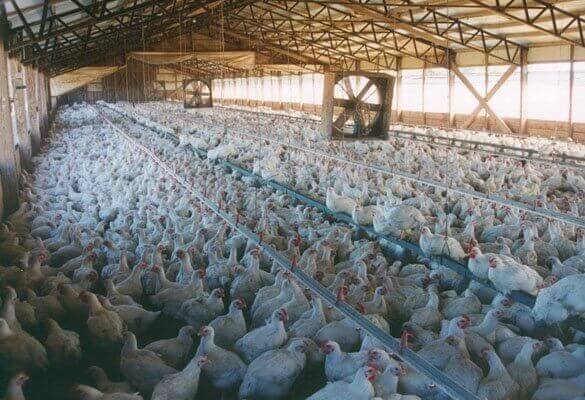 Hundreds of Thousands of Chickens to be Suffocated; PETA Demands Action, Accountability