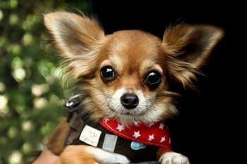 Traveling with a Chihuahua: Tips for Success