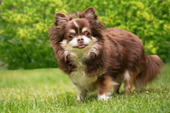 7 Best Dog Breeds for Avid Readers and Writers