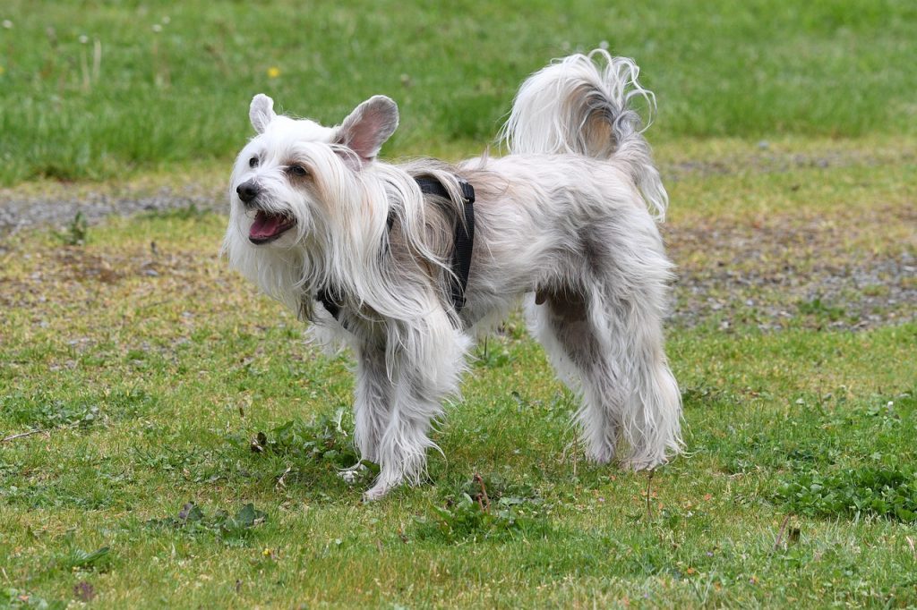 Traveling with a Chinese Crested: Tips for Success