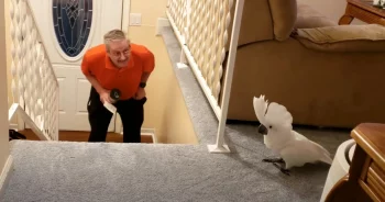 Dad’s Home From Work, So The Cockatoo Readies Himself For Their Ritual