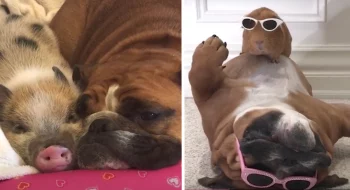 This Family Keeps Adopting Different Animals, And The Dogs Love It