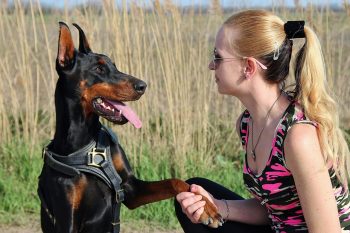 Traveling with a Doberman: Tips for Success
