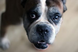 How Much Omega-3 Should I Give My Dog? Fish Oil For Dogs