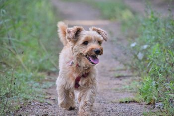 Traveling with a Yorkie: Tips for Success