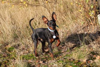 Traveling with a Miniature Pinscher: Tips for Success