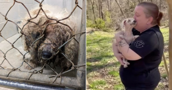 Blind Senior Pup Couldn’t Contain His Excitement When He Smelled His Beloved Family After Being Missing For Years