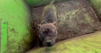 Rescuers Opened Dumpster Lid And Discovered The Most ‘Adorable’ Eyes Looking Back