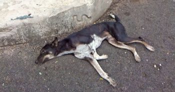 Stray Dog Could Only Stare Back As He Lay Motionless In The Middle Of The Road