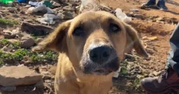 Stray Dog’s Shooed Away From The Locals With Hot Water For Being A ‘Pest’