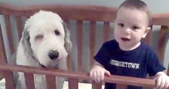 Dad Walks In And Asks The Toddler About The Dog In His Crib