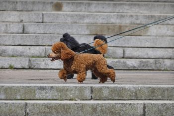 Traveling with a Poodle: Tips for Success