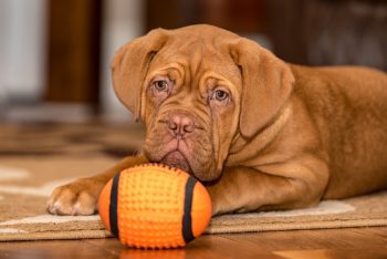 Traveling with a Dogue De Bordeaux: Tips for Success