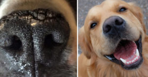 6 Natural Ingredients To Soothe & Heal Your Dog’s Dry Nose