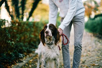 Traveling with an English Springer Spaniel: Tips for Success