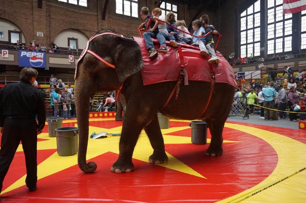 Local Home-Building Company Demolishes Ties With Animal-Exploiting Circus After PETA Push