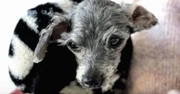 14-Year-Old Dog Was Left Outside Of The Shelter With Her Toy