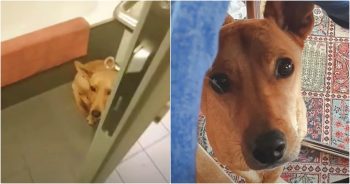 Mourning Couple Captivated By Shelter Dog Who Won’t Leave His Kennel