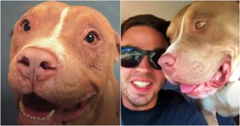 Guy, Along With His Sidekick, Goes On Roadtrip And Meets Homeless Pit Bull