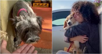 After Dog Is Left On Her Porch, Woman Vows To Save Every Stray She Meets