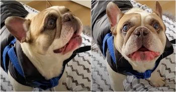 Frenchie With His ‘Freakishly’ Human Voice Has Back And Forth Conversations