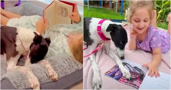 Girl Reads To Her Greyhound When Noises Bring Her Back To The Track