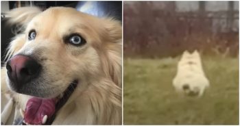 ‘Mistreated’ Rescue Dog Joyously Bunny Hops When He Understands He’s Safe