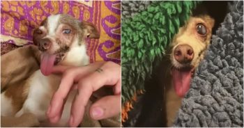 Elder Chihuahua With ‘Broken Spirit’ Screamed At Human Touch