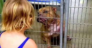 Little Girl Wanted The Dog Who Was ‘Shaking & Hiding’ At The Back Of The Shelter