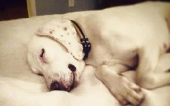 Dog’s Returned To Shelter 11 Times Before Staff Realizes He’s Had A Home All Along