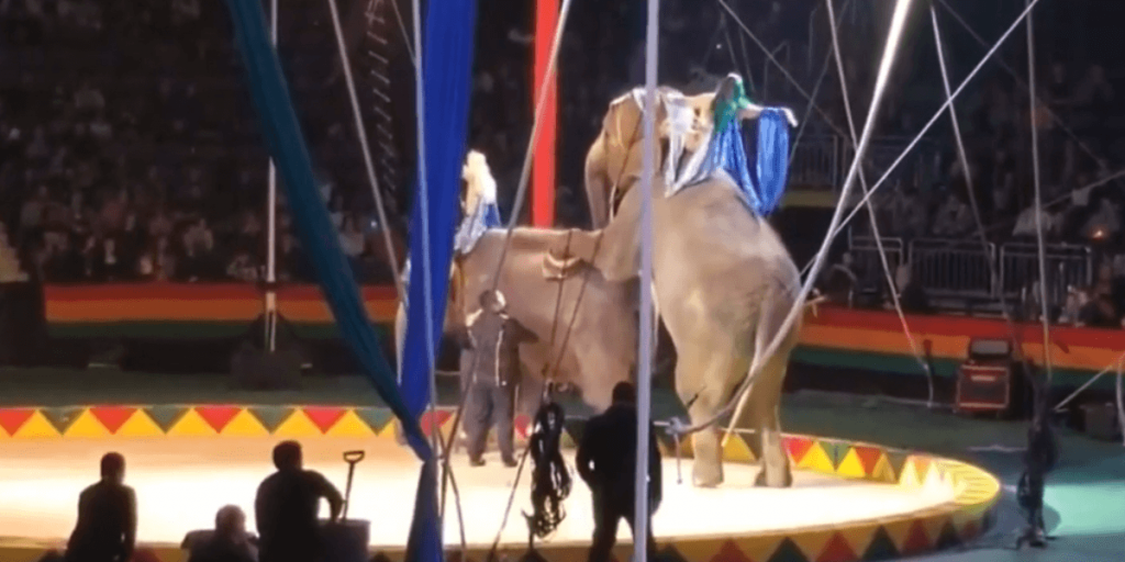 Hadi Shrine Circus Losing Sponsorships Left and Right