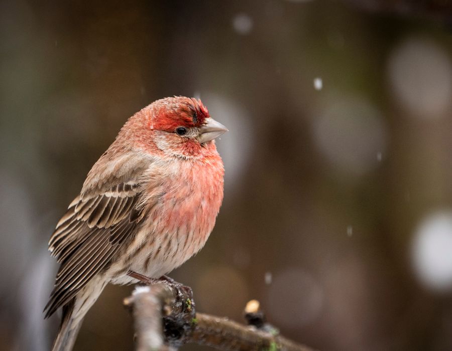 The Bird’s tale: Discover the Spiritual Significance of the House Finch