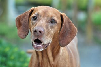 Traveling with a Vizsla: Tips for Success