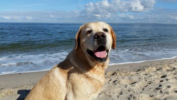 7 Best Dog Breeds for Beach Lovers