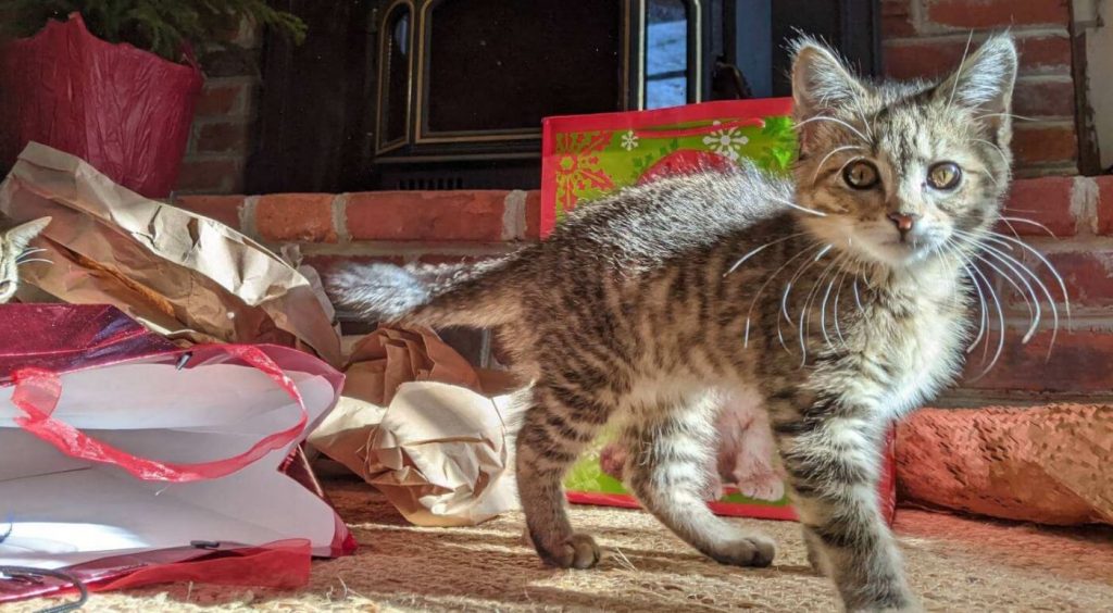 Rescued by PETA, Adoptable Kitten Mariah Is Hoping Santa Will Bring Her the One She Really Needs