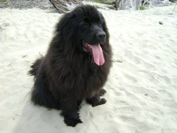 Why is My Newfoundland Not Eating?