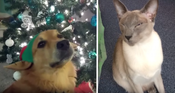Pets Reading ‘Twas The Night Before Christmas Is The Version We’ve All Been Waiting For