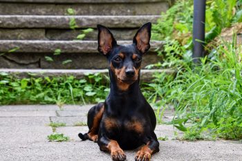 Why is My Miniature Pinscher Not Eating?