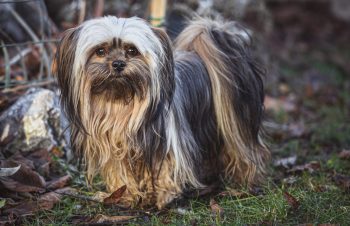 Traveling with a Lhasa Apso: Tips for Success