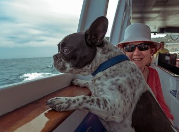 Traveling with a French Bulldog: Tips for Success