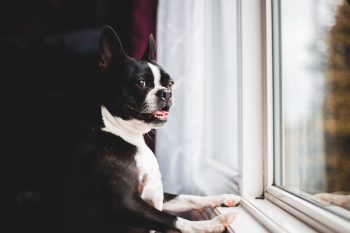 Why is My Boston Terrier Not Eating?