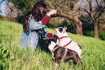 Traveling with a Boston Terrier: Tips for Success