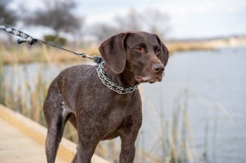 Why is My German Shorthaired Pointer Not Eating?