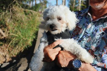 Traveling with a Maltese: Tips for Success