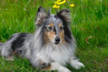 Why is My Sheltie Not Eating?